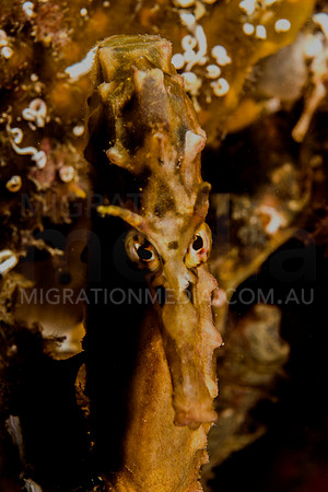 Potbelly Seahorse Face