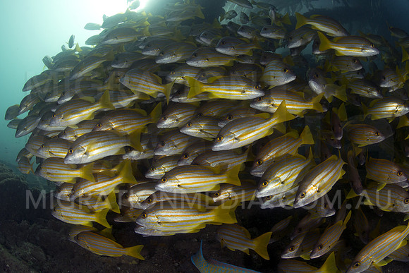 Snapper Formation
