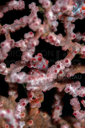 Bargibanti Pygmy Seahorse Hiding
