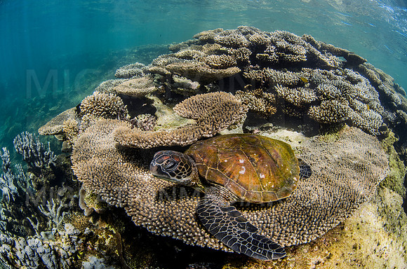 Green Turtle on Plate Coral