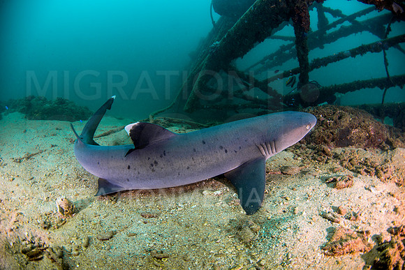 White-Tip Reef Shark Taking-Off