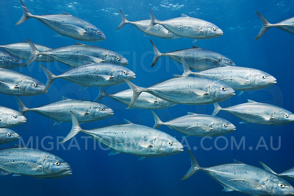 Bludger Trevally