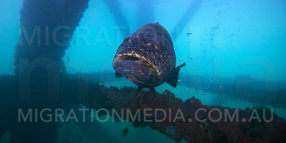 Giant Queensland Grouper Wide