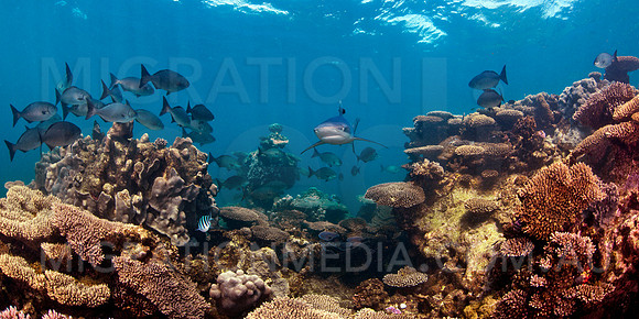 Shark and Coral Reef with Fish
