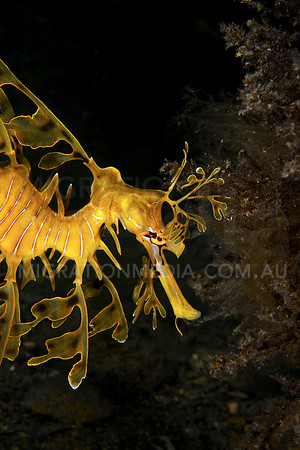 Leafy Sea Dragon Body