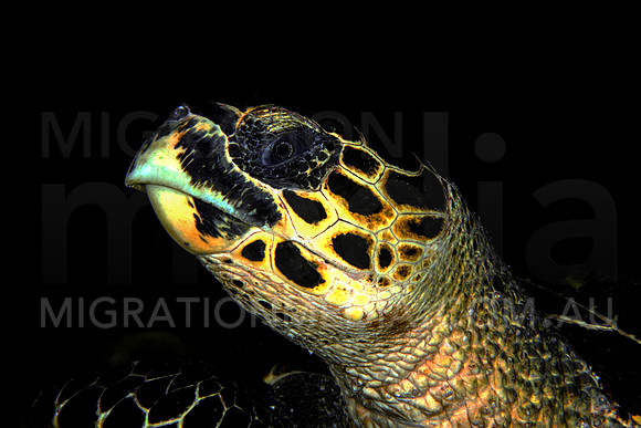 Hawksbill Turtle Face