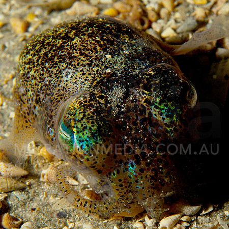 Bobtail Squid Eyes