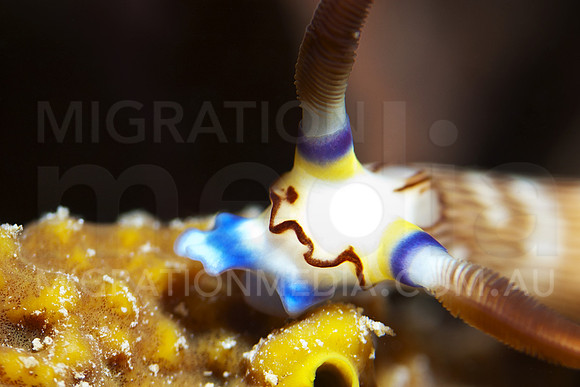 Horn Nembrotha Nudi Face