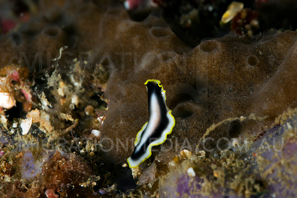 White Black Yellow Flatworm