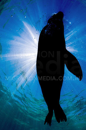 Australian Sea Lion into Sun
