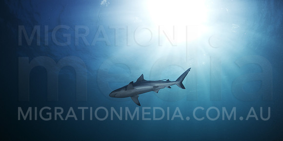Grey Reef Shark and Sun