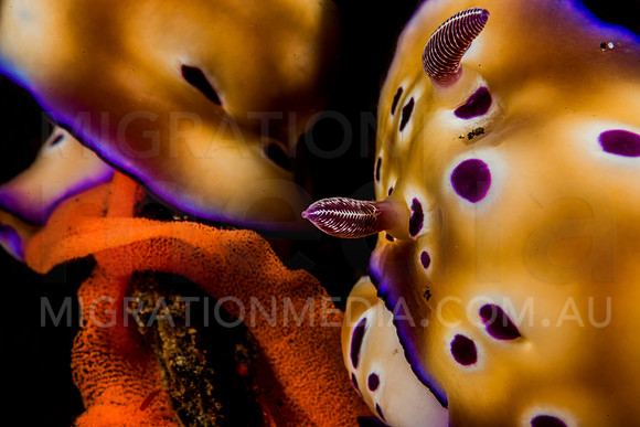 Chromodoris Nudibranchs Laying Eggs (8)