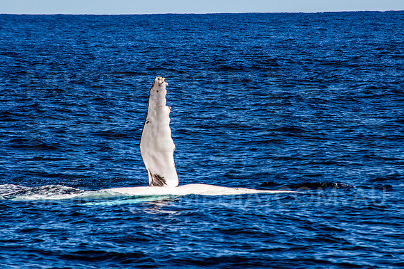 Humpback Whale Pectoral Fin Waving