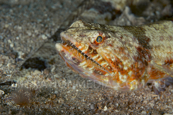 Lizardfish Colourful