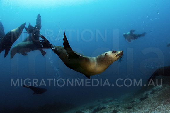 Australian Fur Seals Turning
