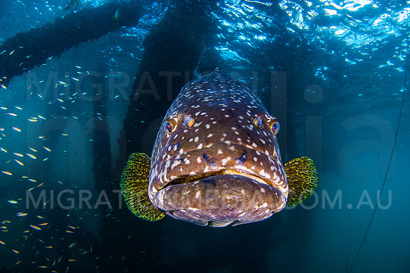 Friendly Queensland Grouper