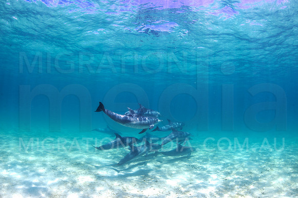 Bottlenose Dolphins Underwater (2)