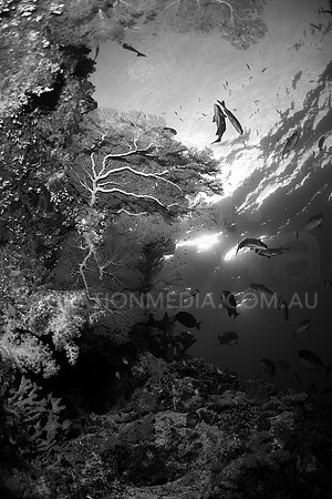 Coral Hole B&W