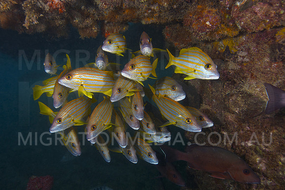 Snapper Under Jetty