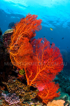 Large Beautiful Gorgonian Sea Fans