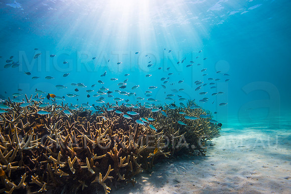 Staghorn Coral and Chromis