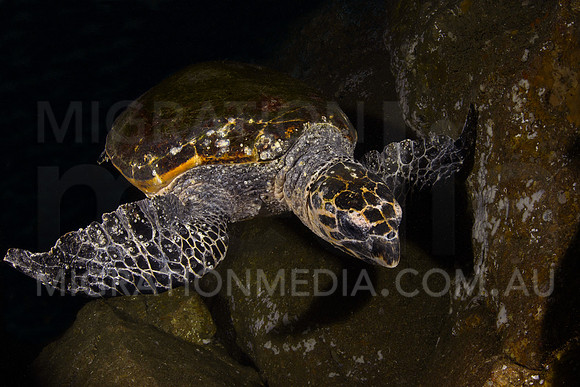 Hawksbill Turtle in Cave