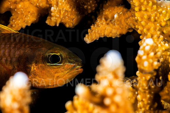 Cardinal FIsh in Staghorn Coral