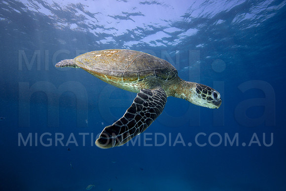 Green Turtle Down from Breath