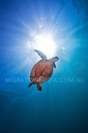 Turtle Sunball