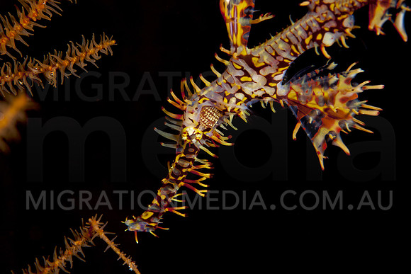 Ornate Ghostpipefish Face