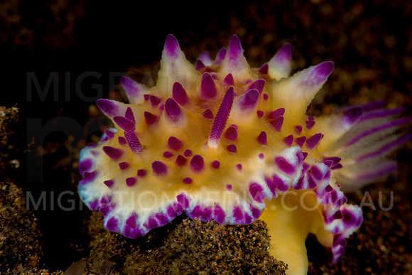Mexichromis Nudibranch (2)