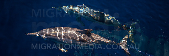 Spinner Dolphins (14)