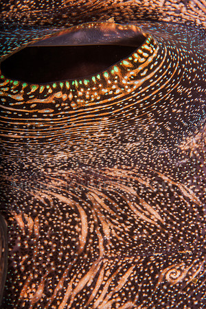 Brown Giant Clam Syphon