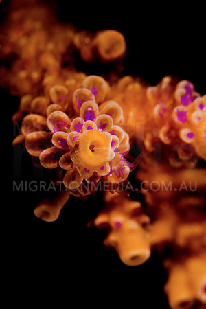 Staghorn Polyps