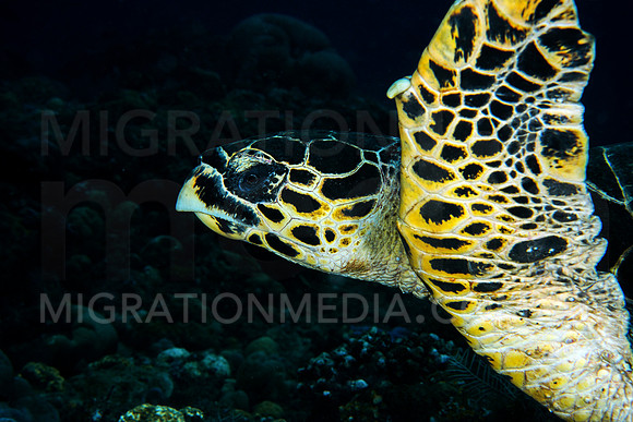 Hawksbill Turtle Swimming