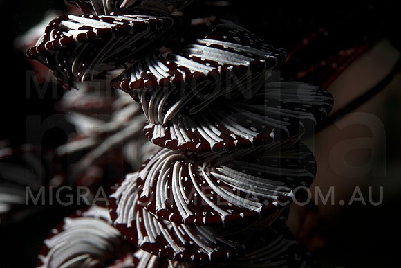 Crinoid Feather Star