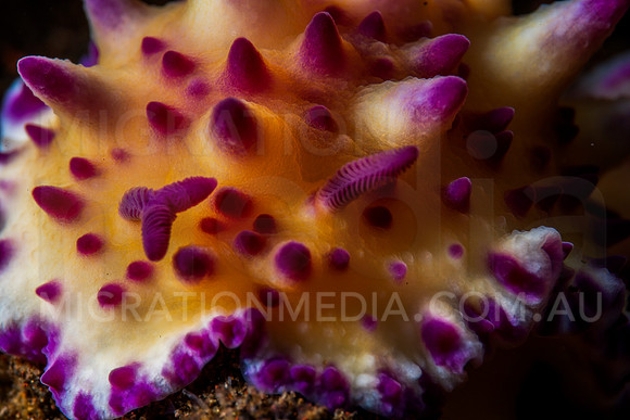 Mexichromis Nudibranch (3)