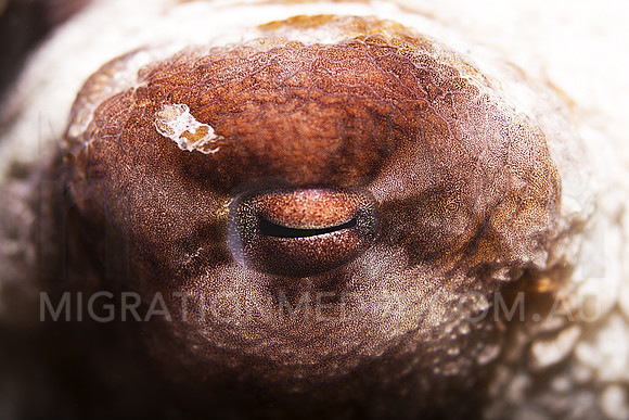 Octopus Eye