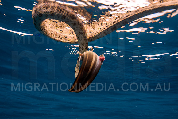 Sea Snake with Catfish