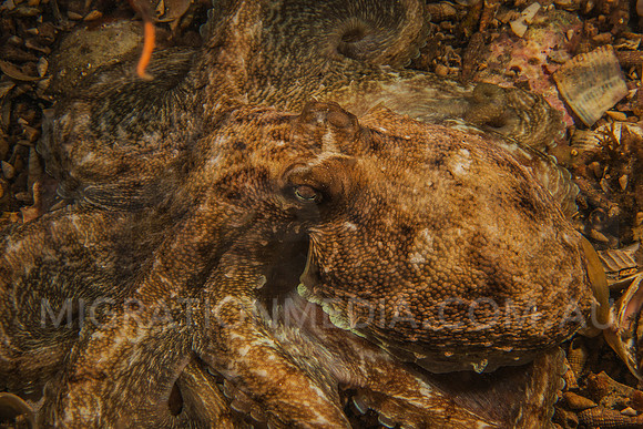 Octopus Spread