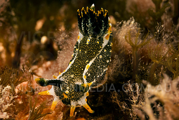 Polycera Nudibranch