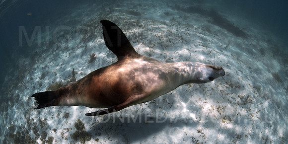 Australian Sea Lion Along Sand