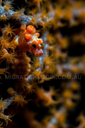 Dramatic Orange Bargibanti Pygmy Seahorse