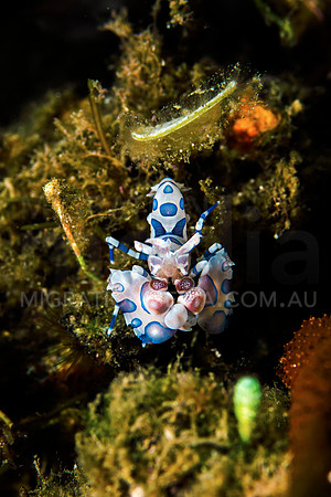 Harlequinn Shrimp