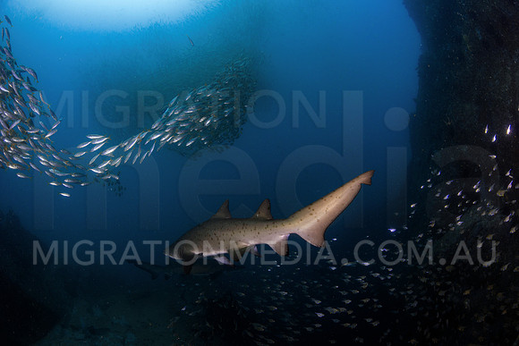 Grey Nurse Shark Tail and Fish School