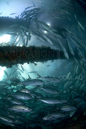 Trevally Circling Navy Pier