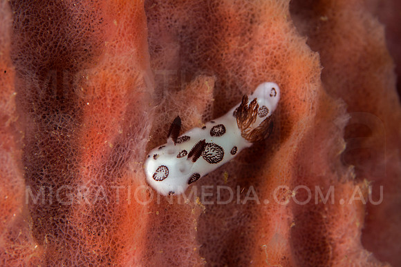 Lydia Nudibranch