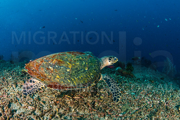 Hawksbill Turtle