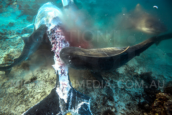 Tiger Sharks Ripping at Humpback Whale Carcass Tail