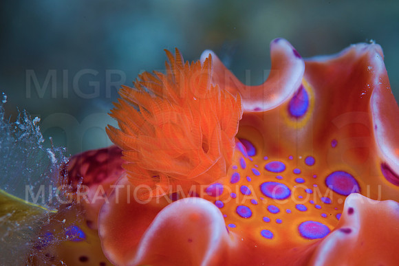Cerastoma Nudibranch (4)